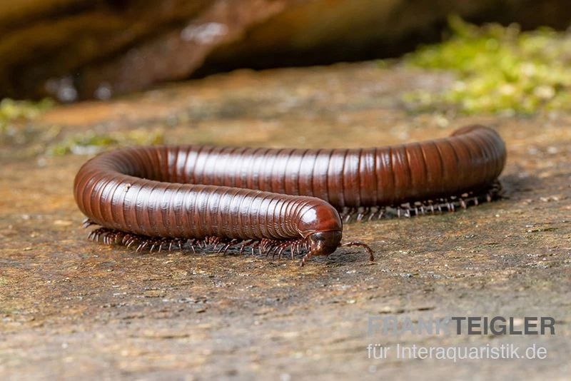 Wüsten-Tausendfüßer, Orthoporus Ornatus 3 Wüsten-Tausendfüßer, Orthoporus Ornatus – Bild 3
