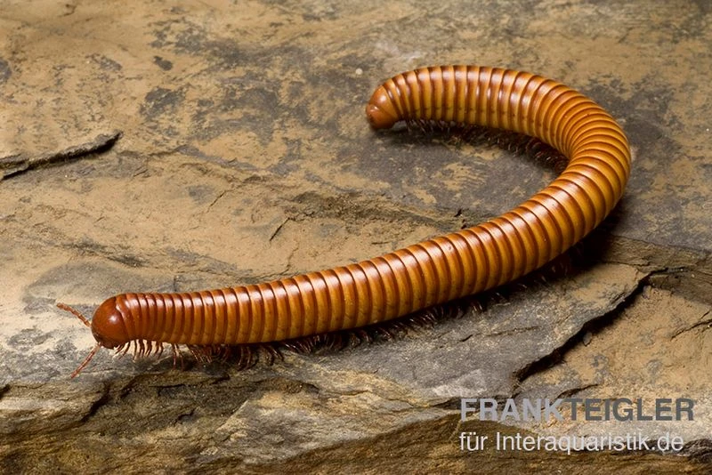 Wüsten-Tausendfüßer, Orthoporus Ornatus 1 Wüsten-Tausendfüßer, Orthoporus Ornatus