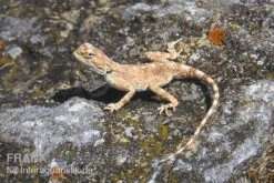 Wüstenagame, Agama Mutabilis -Zubehör für Haustieraquarien Wuestenagame Agama mutabilis