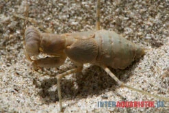 Wüstenmantis, Eremiaphila Nilotica -Zubehör für Haustieraquarien Wuestenmantis Eremiaphila nilotica 3