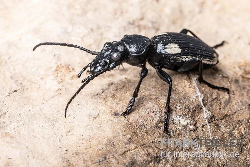 Zweifleck-Laufkäfer, Anthia Omoplata 2 Zweifleck-Laufkäfer, Anthia Omoplata – Bild 2