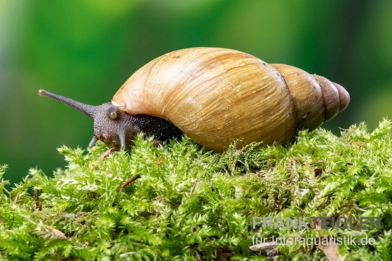 Zwerg-Achatschnecke, Archachatina Papyracea 1 Zwerg-Achatschnecke, Archachatina Papyracea