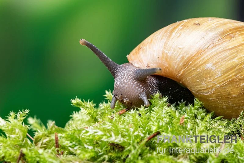 Zwerg-Achatschnecke, Archachatina Papyracea 2 Zwerg-Achatschnecke, Archachatina Papyracea – Bild 2