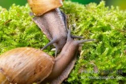 Zwerg-Achatschnecke, Archachatina Papyracea 5 Zwerg-Achatschnecke, Archachatina Papyracea -Zubehör für Haustieraquarien Zwerg Achatschnecke Archachatina papyracea 3