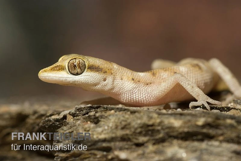 Zwergwüstengecko, Tropiocolotes Steudneri 1 Zwergwüstengecko, Tropiocolotes Steudneri