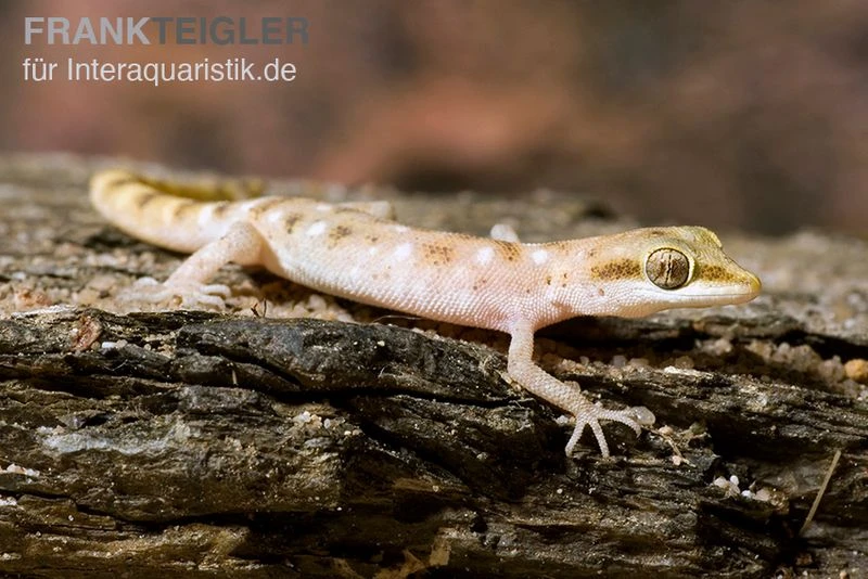 Zwergwüstengecko, Tropiocolotes Steudneri 3 Zwergwüstengecko, Tropiocolotes Steudneri – Bild 3