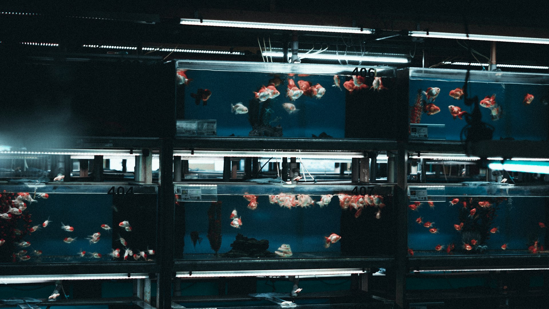 Zubehör für Haustieraquarien 3 Zubehör für Haustieraquarien -Zubehör für Haustieraquarien daniel khor B CMACKkWY unsplash