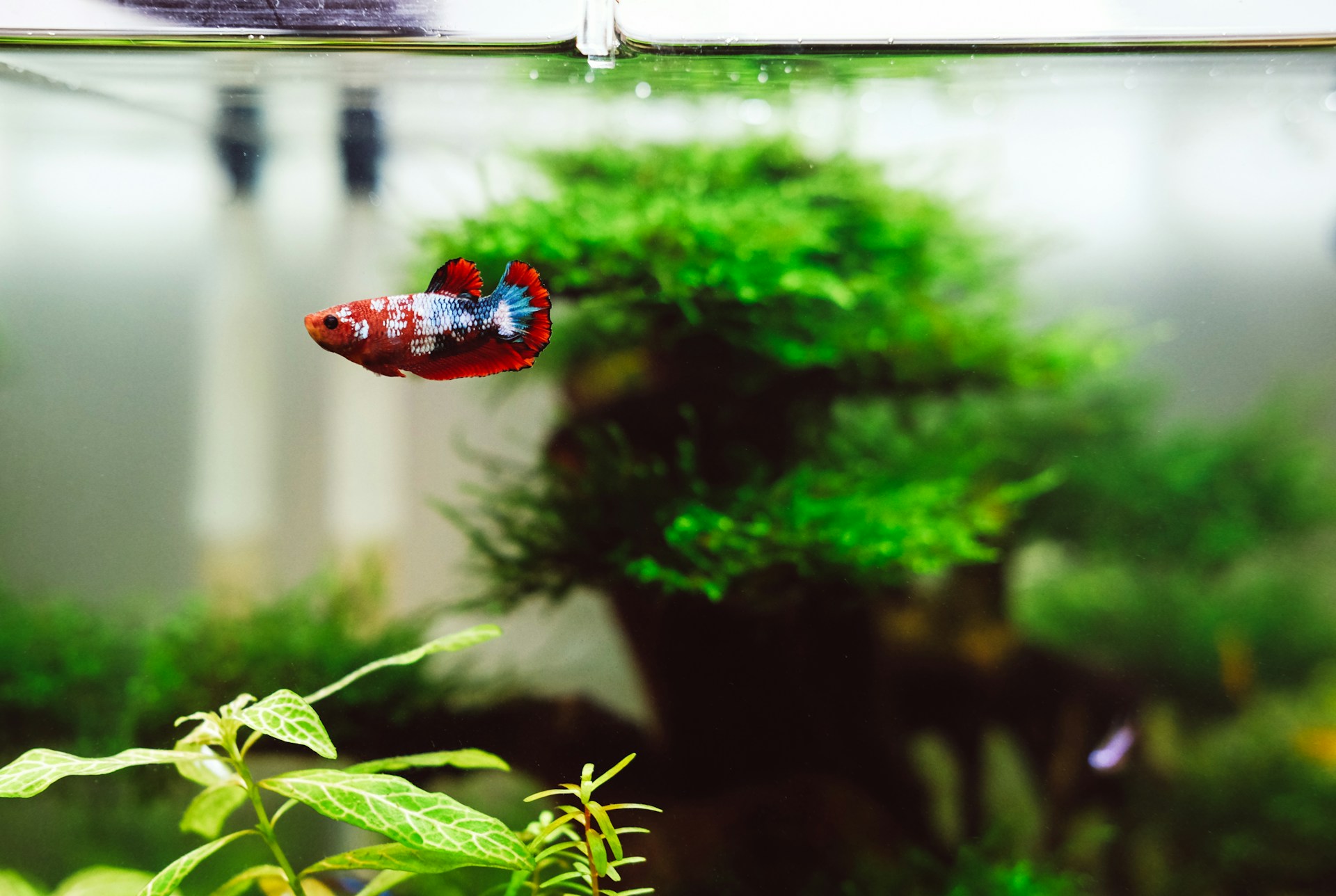 Zubehör für Haustieraquarien 1 Zubehör für Haustieraquarien -Zubehör für Haustieraquarien huy phan nJrSZM OaJg unsplash